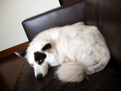 f:id:elielin:20080622132438j:image