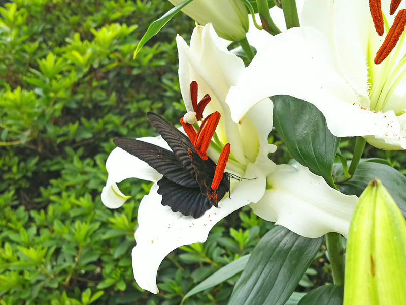 f:id:eliet0909:20190715140118j:plain f:id:eliet0909:20190715140118j:plain