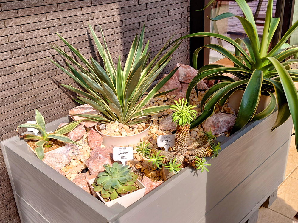 ドライガーデン完成♡ 玄関先がかっこよくなりました!! - エリエット