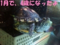 20130204160416