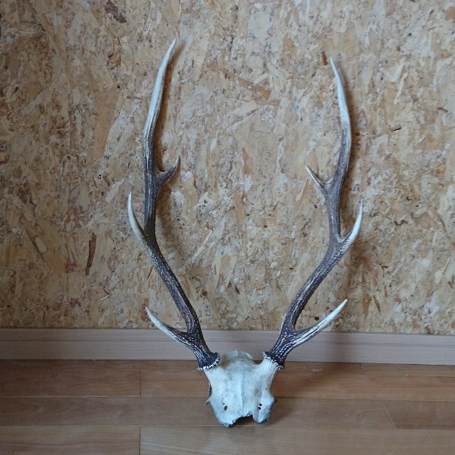 f:id:elk102:20190312190016j:image
