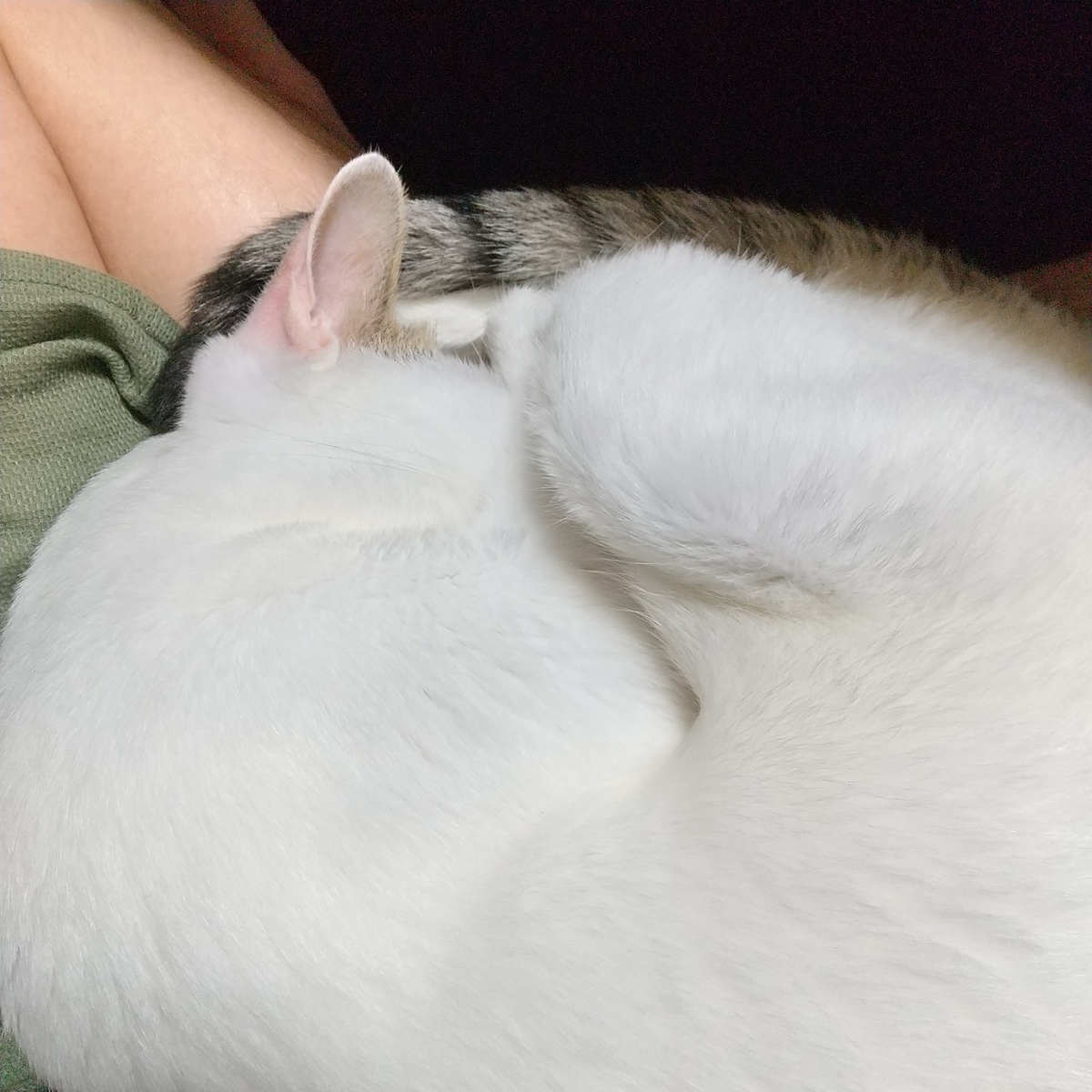 おっさんの膝の上でニャンモナイトする猫 Elken S Blog