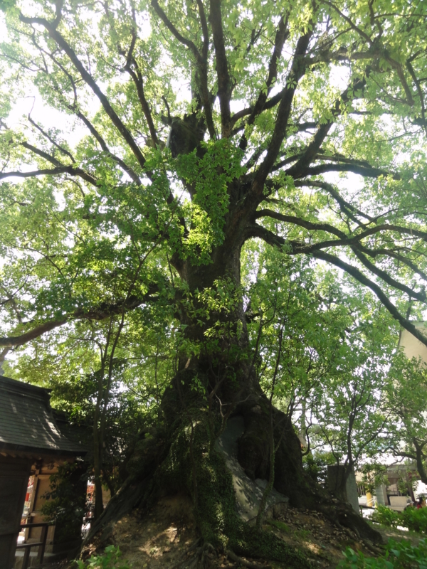 f:id:elkoravolo:20110517130326j:image