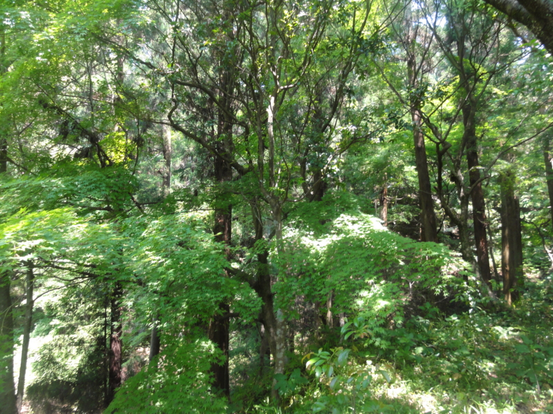 f:id:elkoravolo:20110517131313j:image