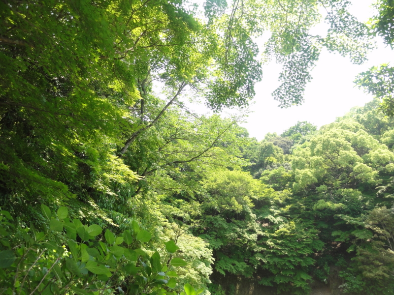 f:id:elkoravolo:20110517131329j:image