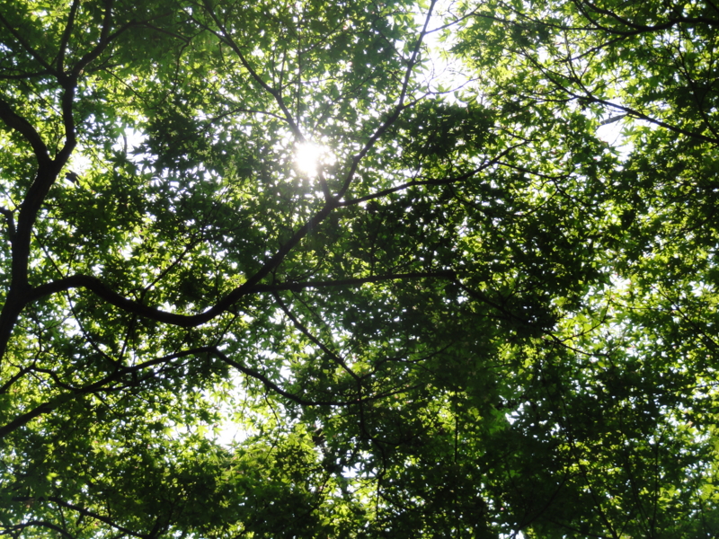 f:id:elkoravolo:20110517134745j:image