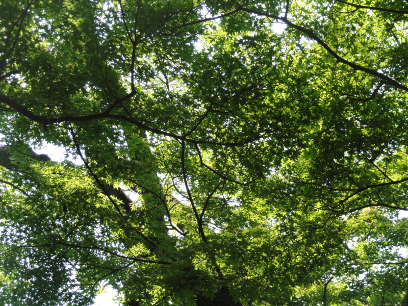 f:id:elkoravolo:20110517134750j:image