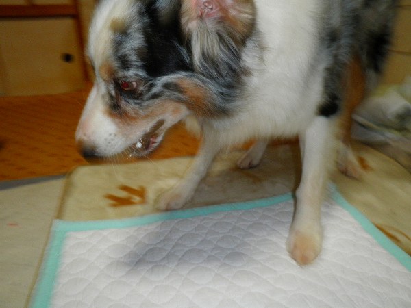 f:id:ell-blog:20111226003156j:image f:id:ell-blog:20111226003156j:image