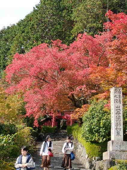 出世薬師如来当たりの紅葉