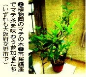 !植物園のマテの木!