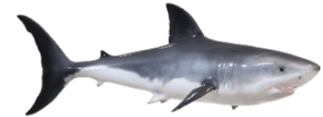 sharkアイコン
