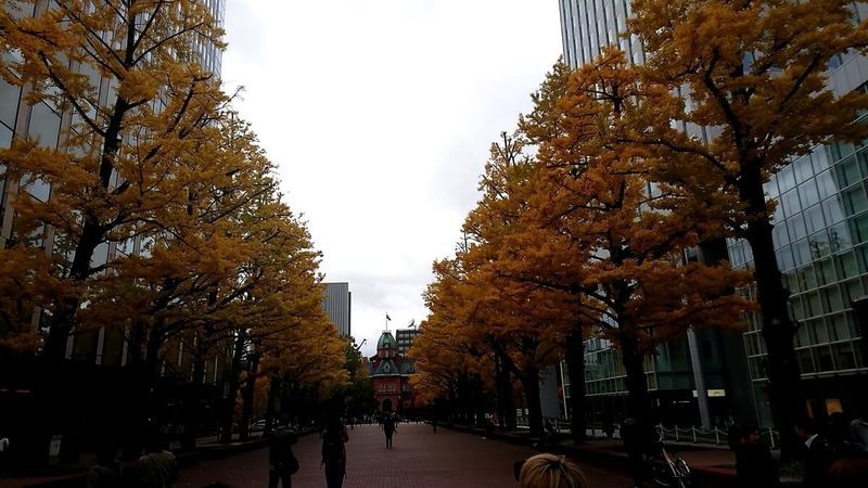 f:id:ellelo:20211107224235j:plain