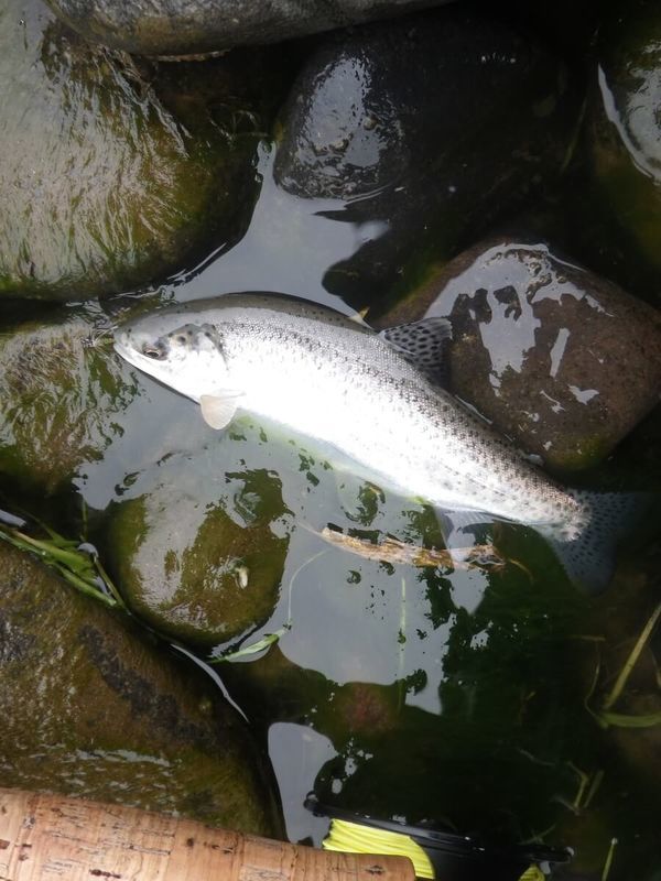f:id:ellelo:20220106215650j:plain