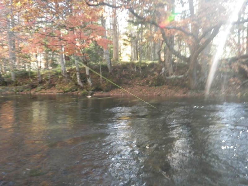 f:id:ellelo:20220130122614j:plain