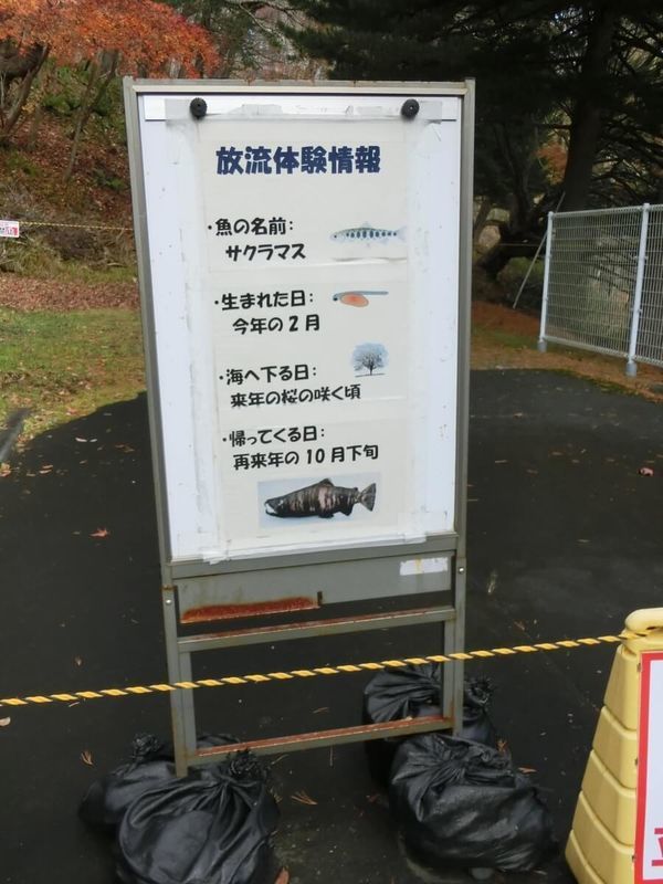 f:id:ellelo:20220206201927j:plain