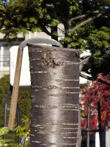 f:id:elmikamino:20061102222916j:image