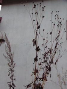 f:id:elmikamino:20061108141746j:image