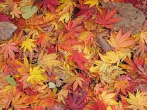 f:id:elmikamino:20061110005701j:image f:id:elmikamino:20061110005701j:image