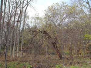 f:id:elmikamino:20061110005754j:image f:id:elmikamino:20061110005754j:image