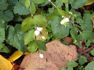 f:id:elmikamino:20061110005834j:image f:id:elmikamino:20061110005834j:image