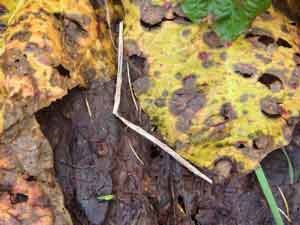 f:id:elmikamino:20061110005852j:image f:id:elmikamino:20061110005852j:image