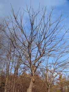 f:id:elmikamino:20061110005925j:image f:id:elmikamino:20061110005925j:image