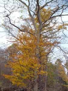 f:id:elmikamino:20061110005937j:image f:id:elmikamino:20061110005937j:image