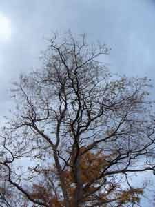 f:id:elmikamino:20061110005948j:image f:id:elmikamino:20061110005948j:image