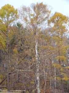 f:id:elmikamino:20061110010001j:image f:id:elmikamino:20061110010001j:image