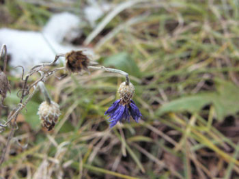 f:id:elmikamino:20061124210132j:image