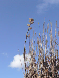 f:id:elmikamino:20061215122158j:image