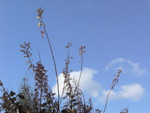 f:id:elmikamino:20061215122230j:image