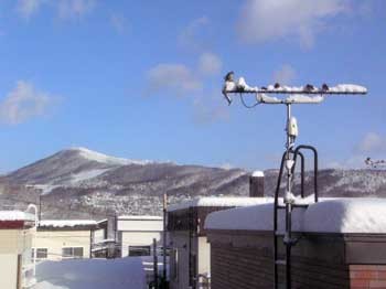 f:id:elmikamino:20070109121842j:image