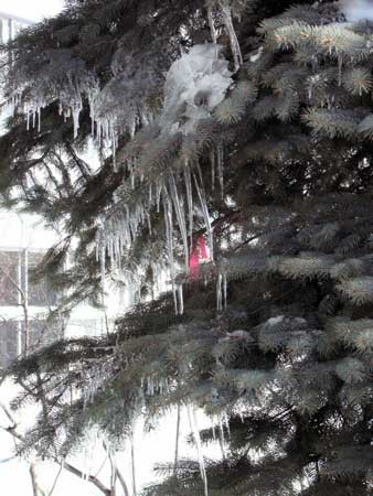 f:id:elmikamino:20070122134025j:image