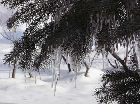 f:id:elmikamino:20070122134117j:image