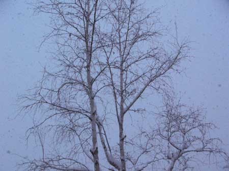 f:id:elmikamino:20070125144818j:image