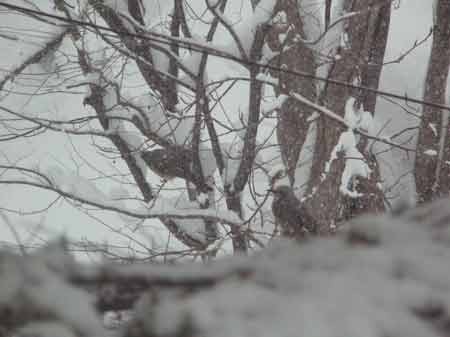 f:id:elmikamino:20070125144912j:image