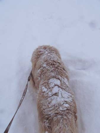 f:id:elmikamino:20070125145036j:image