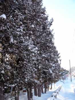 f:id:elmikamino:20070126134850j:image