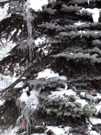 f:id:elmikamino:20070127121543j:image