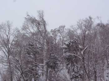 f:id:elmikamino:20070129153913j:image