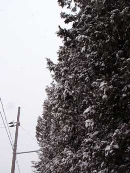 f:id:elmikamino:20070129154626j:image