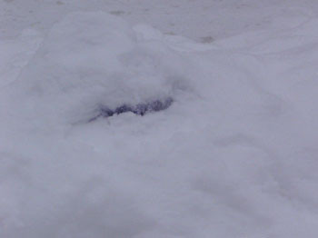 f:id:elmikamino:20070130144655j:image