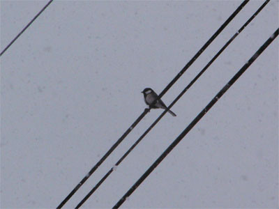 f:id:elmikamino:20070204140037j:image