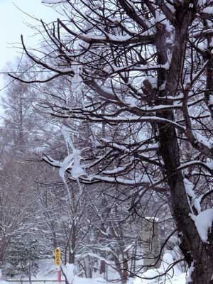 f:id:elmikamino:20070212121302j:image