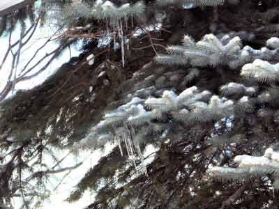 f:id:elmikamino:20070212121459j:image