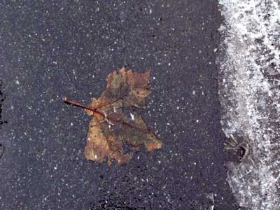 f:id:elmikamino:20070224142538j:image