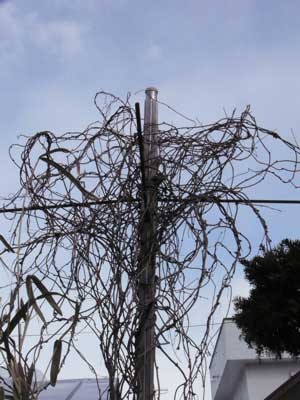 f:id:elmikamino:20070306103018j:image