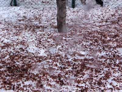 f:id:elmikamino:20070306103053j:image