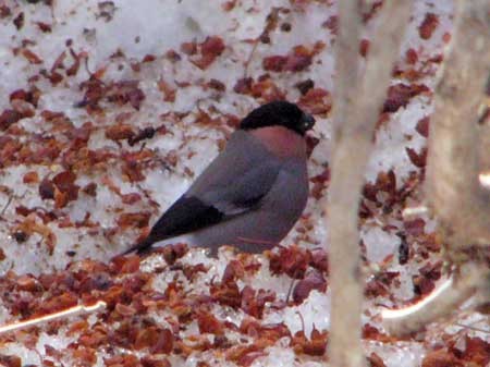 f:id:elmikamino:20070311122424j:image